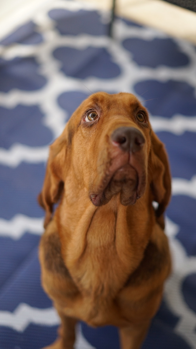 Breed-specific care and attention