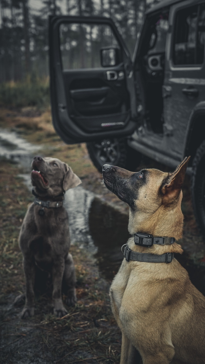 Professional bloodhound breed expertise