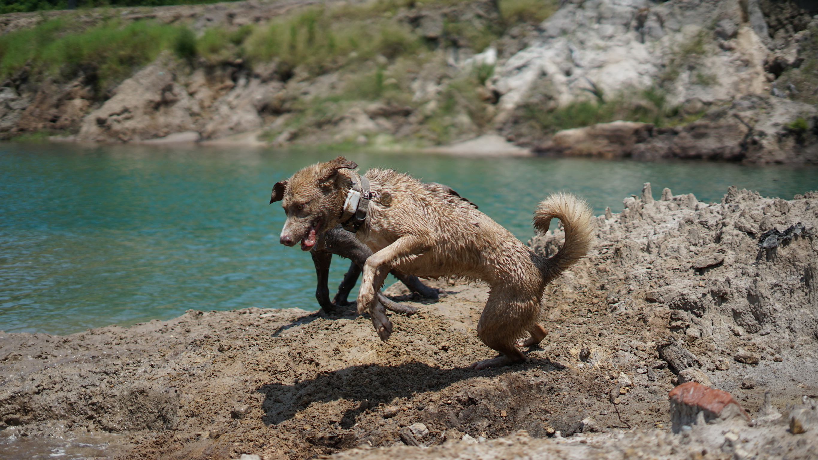 Dog enjoying spring-fed pond adventure