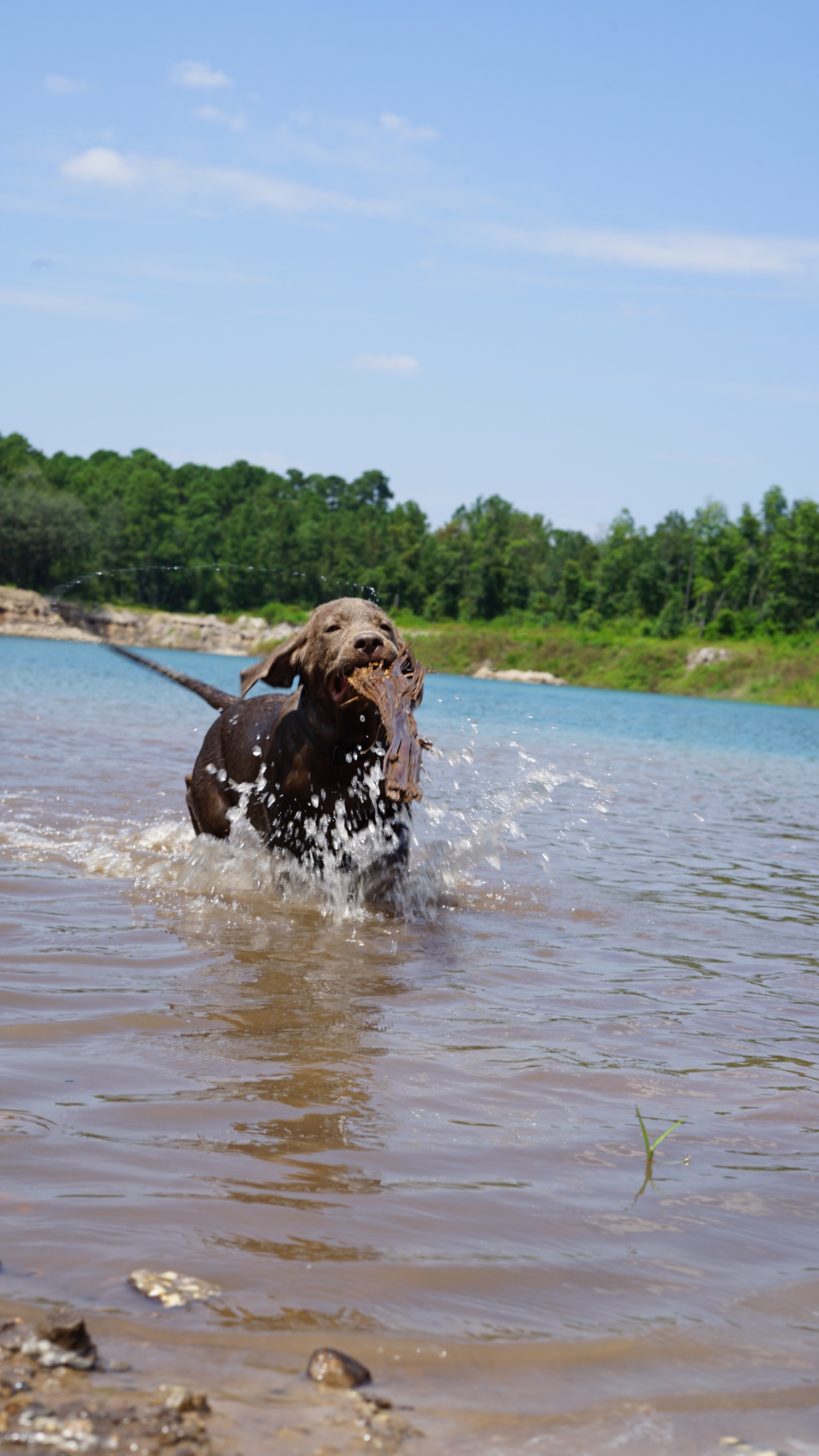 Personal training approach with dogs at our spring-fed pond